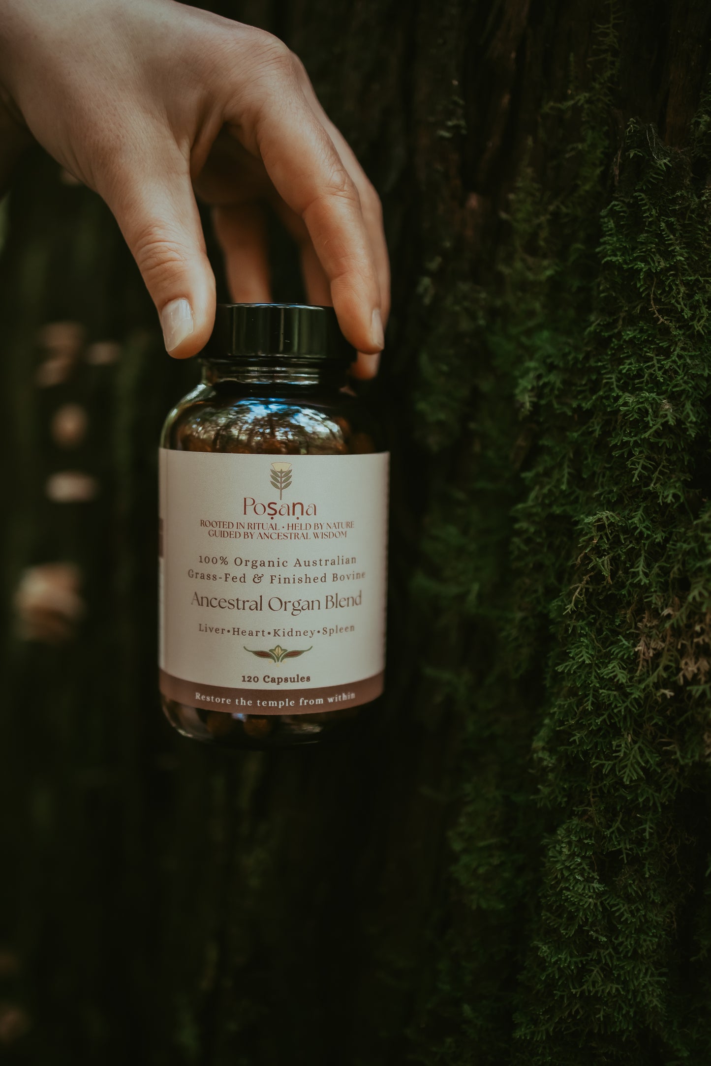 Ancestral Organ Blend
